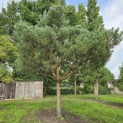 Pinus sylvestris - 4
