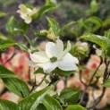 Cornus florida - april 2024