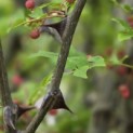Zanthoxylum simulans - Foto 9