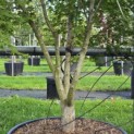 Acer palmatum - 1