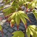 Acer palmatum 'Tsumabeni' - 1
