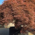 Acer palmatum 'Dragon's fire' - Foto 2
