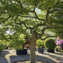 Acer palmatum 'Dissectum' - 1