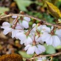 Prunus x Subhirtella 'Autumnalis' - 1