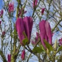 Magnolia 'Susan' - Foto 4