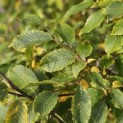 Carpinus betulus 'Frans Fontaine'   (Fastigiata) - Foto 1