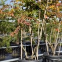 Parrotia persica - oktober 2024