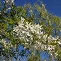 Malus toringo 'Brouwers Beauty' - 6