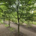 Carpinus betulus - 5