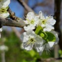 Prunus domestica 'Bleue de Belgique' - Foto 5