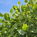 Liriodendron tulipifera 'Aureomarginatum' - Foto 2