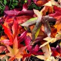 Liquidambar Styraciflua - impressie herfstkleuren amberbomen