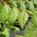 Koelreuteria paniculata