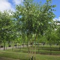 Betula nigra - 5