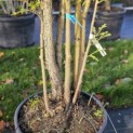 Sequoia sempervirens 'Illa Martin' - 1