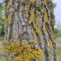 Liquidambar styraciflua - 2