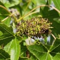 Liquidambar styraciflua 'Stared' - 3