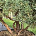 Pinus sylvestris 'Watereri' - 1