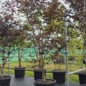 Acer palmatum 'Red Emperor' - 1