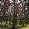 Fagus sylvatica 'Atropunicea' - 2
