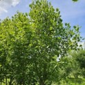 Liriodendron tulipifera 'Aureomarginatum' - juni 2024