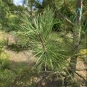 Pinus nigra subsp. Nigra - 6