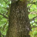 Acer campestre - Foto 3