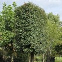 Acer campestre - Foto 4