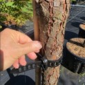 Pinus Pinaster - Foto 3