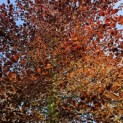 Fagus sylvatica 'Atropunicea' - 2