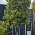 Quercus ilex - Foto 2