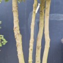 Quercus ilex - Foto 3