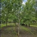 Prunus domestica Hauszwetsche - 6