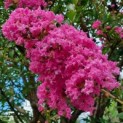 Lagerstroemia indica 'Rosea' - 1