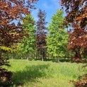 Fagus sylvatica 'Atropunicea' - 1