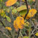 Amelanchier lamarckii - 1