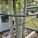Quercus ilex - 5