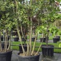 Quercus ilex - 1