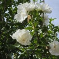 Hibiscus syriacus 'White Chiffon' - 4