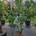 Asimina Triloba - Foto 3