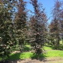 Fagus sylvatica 'Atropunicea' - juli 2026