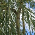 Salix x sepulcralis 'Chrysocoma' - Foto 5