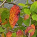 Nyssa sylvatica - Foto 1