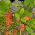 Nyssa sylvatica - Foto 2