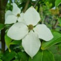 Cornus kousa 'Schmetterling' - 2