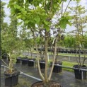 Catalpa bignonioides 'Aurea' - 4