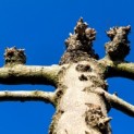 Tilia americana 'Nova' - Foto 1