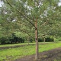 Pinus sylvestris - 8
