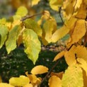 Carpinus betulus - impressie herfstkleur