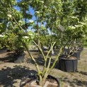 Cornus kousa 'Schmetterling' - Foto 3